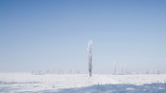 Trees snow winter fields