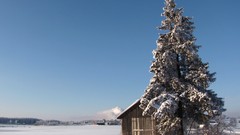 Trees snow winter Finland