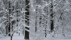 Trees snow winter forests