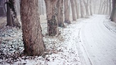 Trees snow winter forests