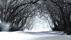 Trees snow winter forests