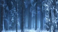 Trees snow winter forests