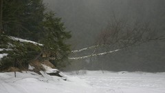 Trees snow winter forests