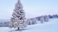 Trees snow winter forests