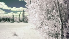 Trees snow winter Frozen