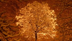 Trees snow winter golden