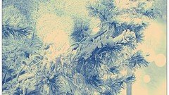 Trees snow winter hoarfrost pine trees