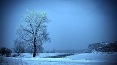 Trees snow winter ice Frozen paths outdoors