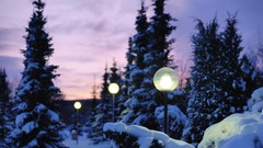 Trees snow winter lanterns pine trees