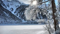 Trees snow winter Mountains