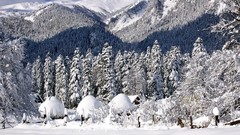 Trees snow winter Mountains forests