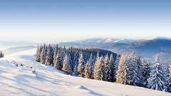 Trees snow winter Mountains ice forests