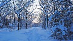 Trees snow winter new year