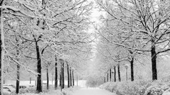 Trees snow winter Parks