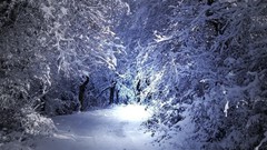 Trees snow winter paths