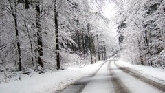 Trees snow winter roads