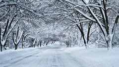 Trees snow winter roads
