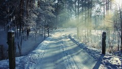 Trees snow winter roads forests