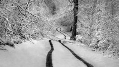 Trees snow winter roads forests snowy trees winter roads