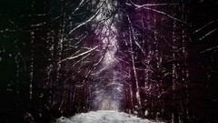 Trees snow winter roads forests winter roads