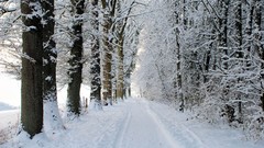 Trees snow winter roads snowy trees snowy road