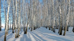 Trees snow winter Russia