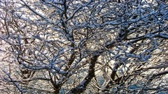 Trees snow winter seasons branches