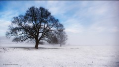 Trees snow winter simplistic