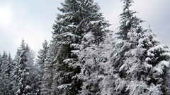 Trees snow winter skies White Christmas