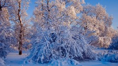 Trees snow winter snow landscapes