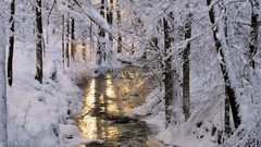 Trees snow winter streams