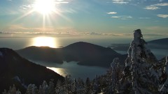 Trees snow winter sun