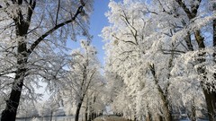 Trees snow winter sun blue ice frost houses paths skies