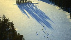 Trees snow winter Wolves shadows sunlight national geographic