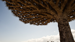 Trees socotra Island nature