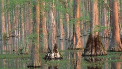 Trees South Carolina cypress