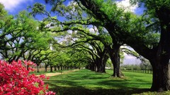 Trees South Carolina plantation hall