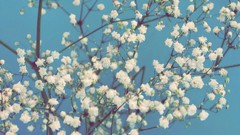 Trees spring android blossoms