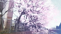 Trees spring fences buildings flower petals cherry blossoms 