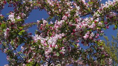 Trees spring flowered trees