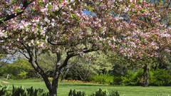 Trees spring flowered trees