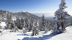 Trees spruce germany bavaria