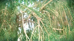 Trees spruce pine trees