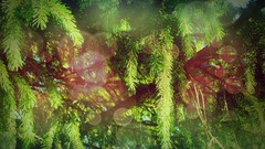 Trees spruce Plants bokeh pine trees