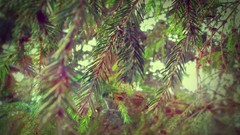 Trees spruce Plants pine trees