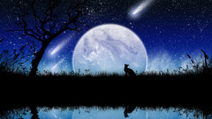 Trees Stars cats Animals