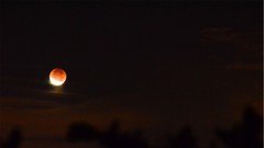 Trees Stars clouds moon air eclipse lunar eclipse skyscapes