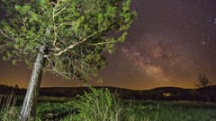 Trees Stars night sky