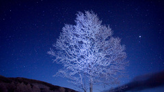 Trees Stars rime high Resolution