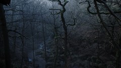 Trees streams forests